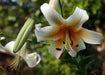 Oriental Lily Bulbs (Mister Cas) real thriller in the garden .Perennial - Caribbean garden seed