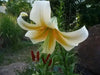 Oriental Lily Bulbs (Mister Cas) real thriller in the garden .Perennial - Caribbean garden seed