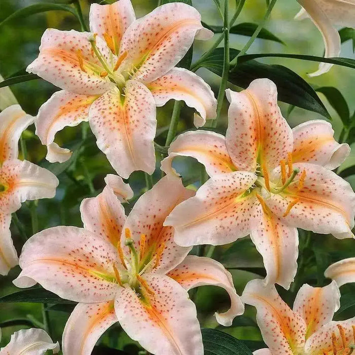 Oriental Lily Salmon Star ( bulb) - Caribbean garden seed