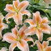 Oriental Lily Salmon Star ( bulb) - Caribbean garden seed