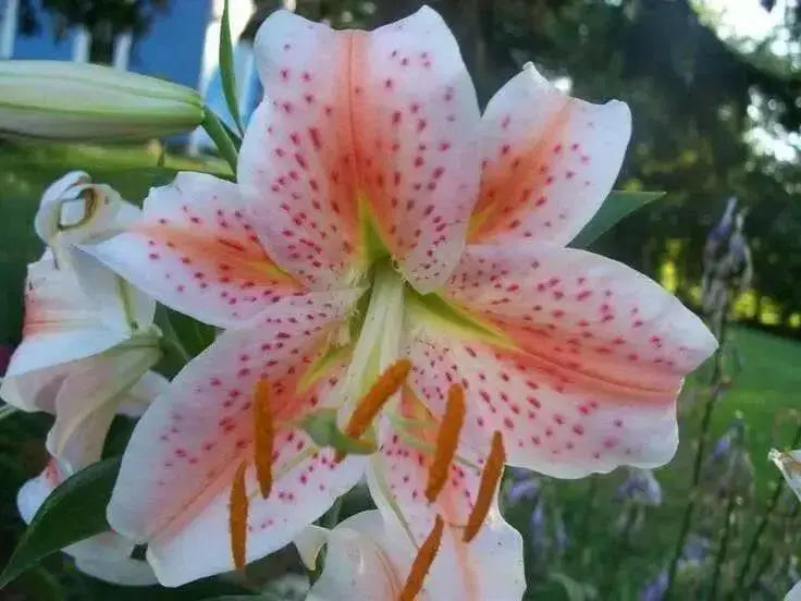 Oriental Lily Salmon Star ( bulb) - Caribbean garden seed