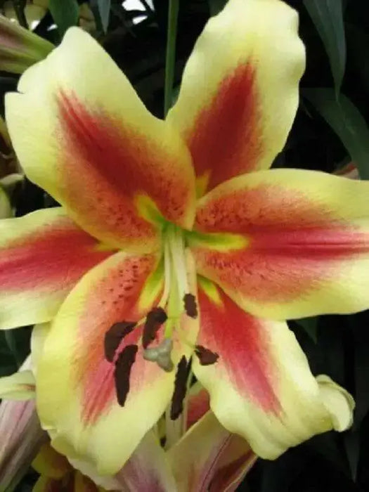 Oriental Lily Bulbs (Shocking) Perennial FLOWEERS - Caribbean garden seed