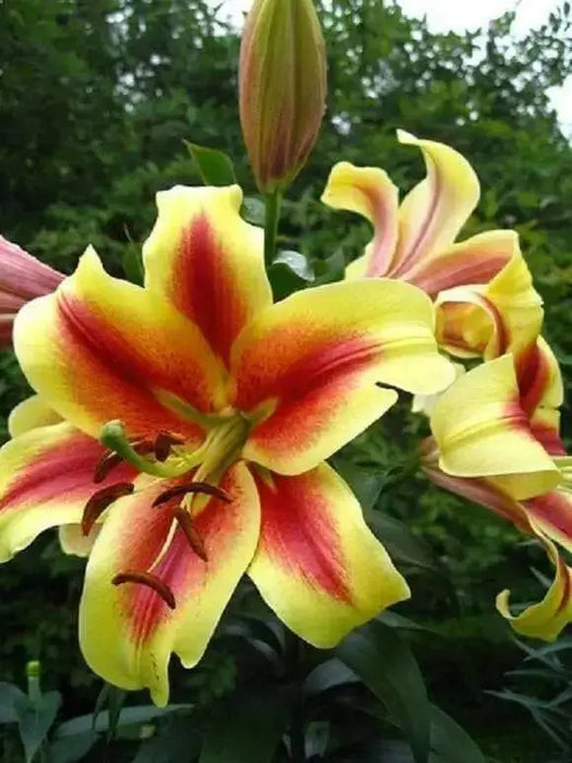 Oriental Lily Bulbs (Shocking) Perennial FLOWEERS - Caribbean garden seed