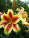 Oriental Lily Bulbs (Shocking) Perennial FLOWEERS - Caribbean garden seed