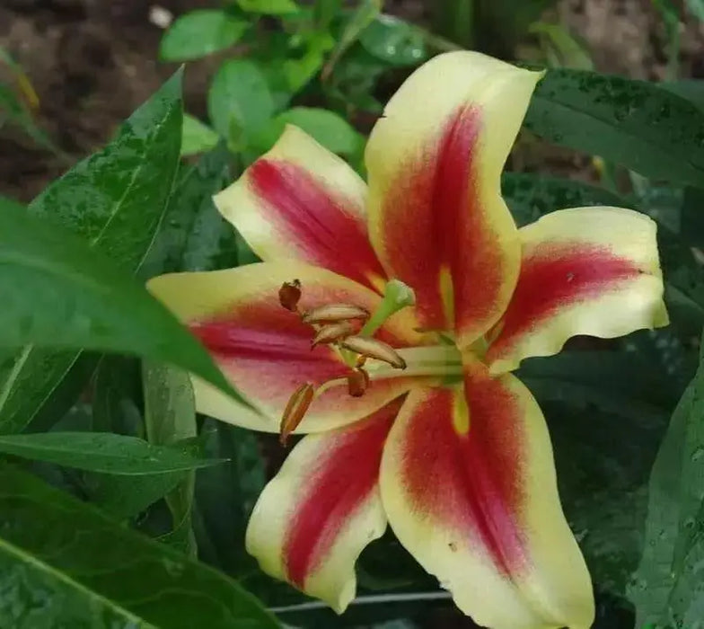 Oriental Lily Bulbs (Shocking) Perennial FLOWEERS - Caribbean garden seed