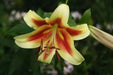 Oriental Lily Bulbs (Shocking) Perennial FLOWEERS - Caribbean garden seed