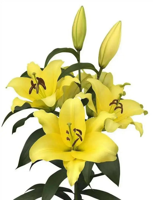 Oriental lily outback  (Bulbs) .Perennial - Caribbean garden seed