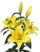 Oriental lily outback  (Bulbs) .Perennial - Caribbean garden seed