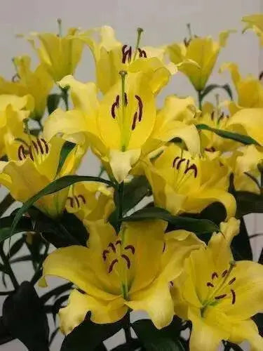 Oriental lily outback  (Bulbs) .Perennial - Caribbean garden seed