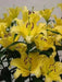 Oriental lily outback  (Bulbs) .Perennial - Caribbean garden seed