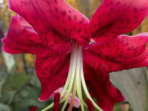 Oriental Lily Bulbs (Miss Feya) real thriller in the garden .Perennial - Caribbean garden seed