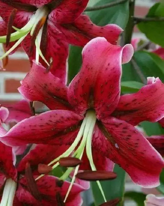 Oriental Lily Bulbs (Miss Feya) real thriller in the garden .Perennial - Caribbean garden seed