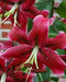 Oriental Lily Bulbs (Miss Feya) real thriller in the garden .Perennial - Caribbean garden seed