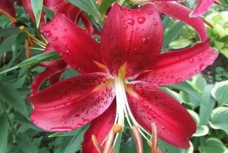 Oriental Lily Bulbs (Miss Feya) real thriller in the garden .Perennial - Caribbean garden seed