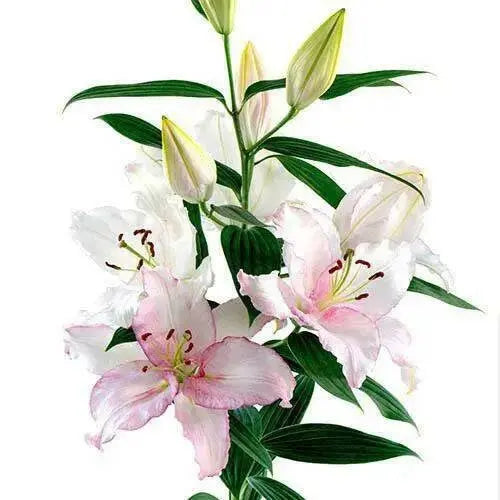 Oriental Lily CAMELEON - ( Bulbs) Perennial-Now Shipping ! - Caribbean garden seed