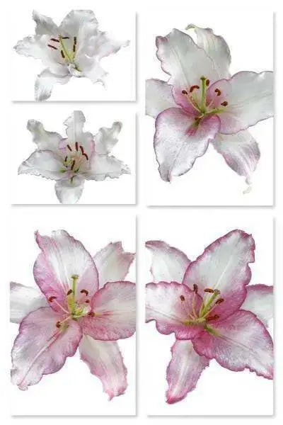 Oriental Lily CAMELEON - ( Bulbs) Perennial-Now Shipping ! - Caribbean garden seed