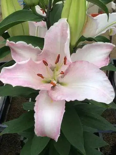 Oriental Lily CAMELEON - ( Bulbs) Perennial-Now Shipping ! - Caribbean garden seed
