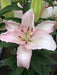 Oriental Lily CAMELEON - ( Bulbs) Perennial-Now Shipping ! - Caribbean garden seed