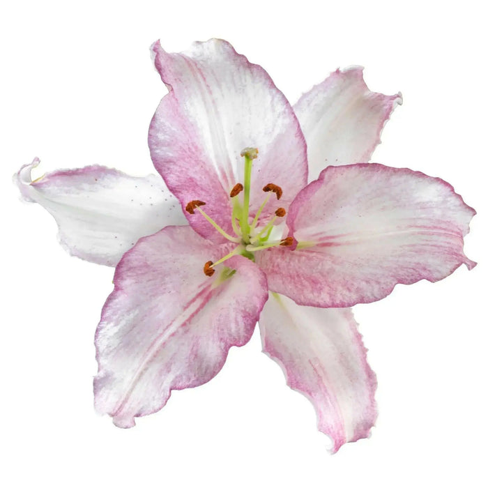 Oriental Lily CAMELEON - ( Bulbs) Perennial-Now Shipping ! - Caribbean garden seed