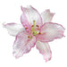 Oriental Lily CAMELEON - ( Bulbs) Perennial-Now Shipping ! - Caribbean garden seed