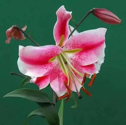 Oriental Lily Bulbs (Anastasia) real thriller in the garden .Perennial - Caribbean garden seed