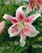 Oriental Lily Bulbs (Anastasia) real thriller in the garden .Perennial - Caribbean garden seed
