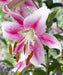 Oriental Lily Bulbs (Anastasia) real thriller in the garden .Perennial - Caribbean garden seed