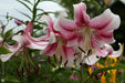 Oriental Lily Bulbs (Anastasia) real thriller in the garden .Perennial - Caribbean garden seed
