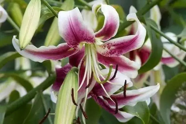 Oriental Lily Bulbs (Anastasia) real thriller in the garden .Perennial - Caribbean garden seed