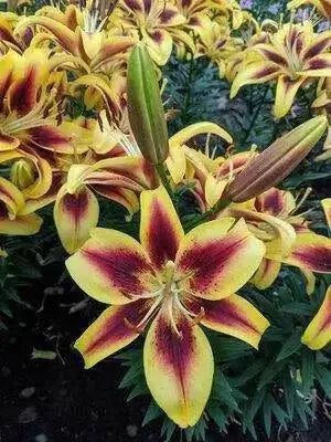 Oriental lily Flavia  (Bulbs) real thriller in the garden .Perennial - Caribbean garden seed