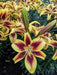 Oriental lily Flavia  (Bulbs) real thriller in the garden .Perennial - Caribbean garden seed