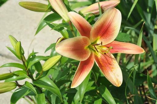 Oriental lily Flavia  (Bulbs) real thriller in the garden .Perennial - Caribbean garden seed
