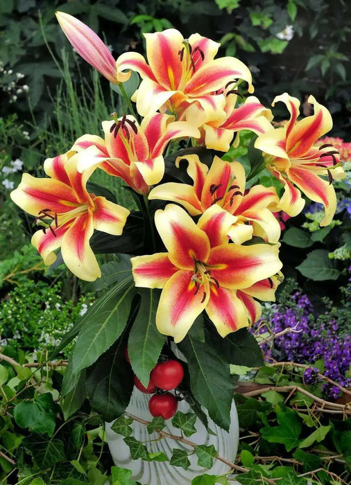 Oriental lily Flavia  (Bulbs) real thriller in the garden .Perennial - Caribbean garden seed
