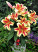 Oriental lily Flavia  (Bulbs) real thriller in the garden .Perennial - Caribbean garden seed