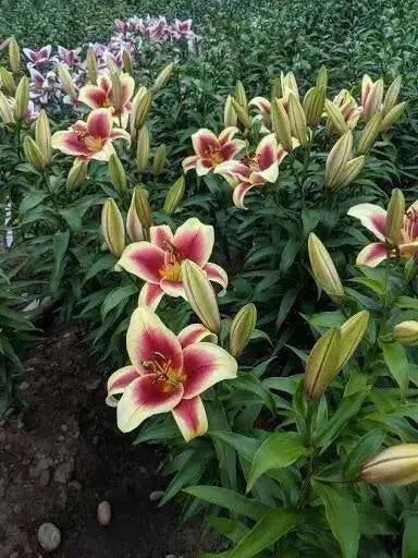 Oriental lily Flavia  (Bulbs) real thriller in the garden .Perennial - Caribbean garden seed