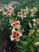 Oriental lily Flavia  (Bulbs) real thriller in the garden .Perennial - Caribbean garden seed