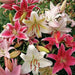 Oriental Lily mix,  Bulb, Gorgeous flowers with captivating fragrance,Perennial, - Caribbean garden seed