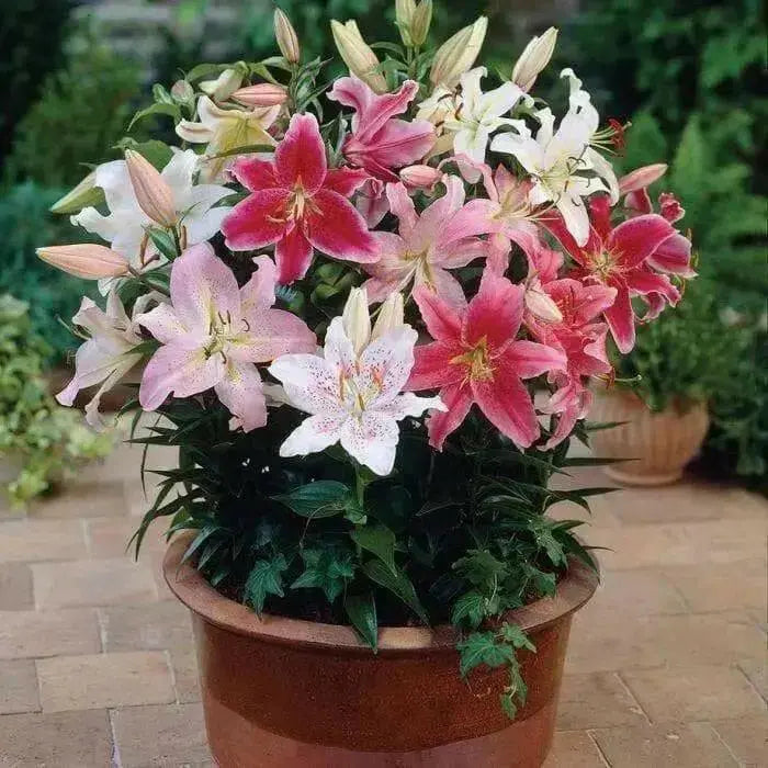 Oriental Lily mix,  Bulb, Gorgeous flowers with captivating fragrance,Perennial, - Caribbean garden seed