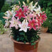 Oriental Lily mix,  Bulb, Gorgeous flowers with captivating fragrance,Perennial, - Caribbean garden seed