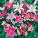 Oriental Lily mix,  Bulb, Gorgeous flowers with captivating fragrance,Perennial, - Caribbean garden seed