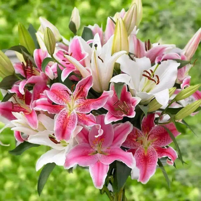 Oriental Lily mix,  Bulb, Gorgeous flowers with captivating fragrance,Perennial, - Caribbean garden seed