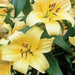 Oriental Lily Bulbs (Orania) real thriller in the garden .Perennial - Caribbean garden seed