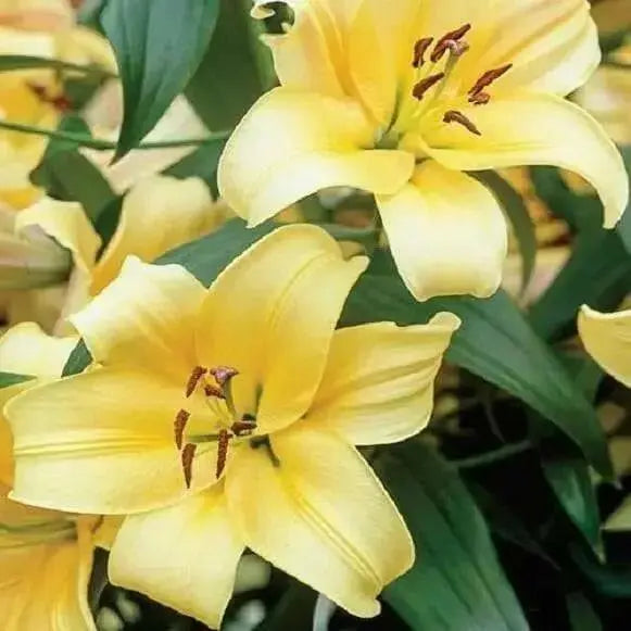 Oriental Lily Bulbs (Orania) real thriller in the garden .Perennial - Caribbean garden seed