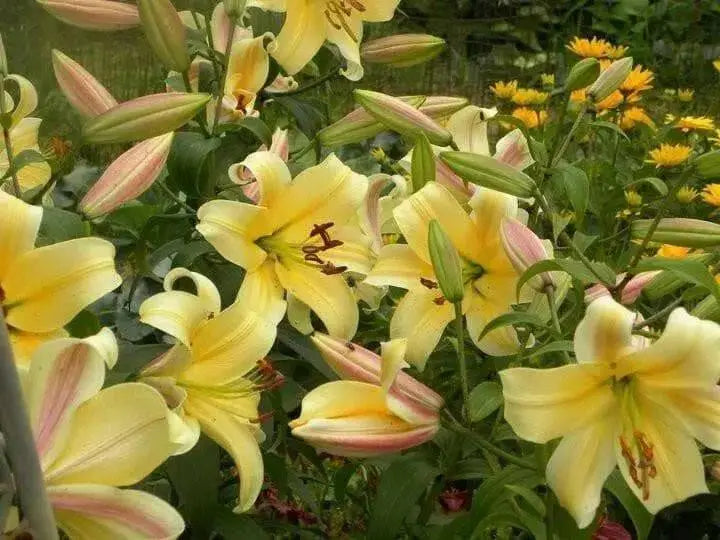 Oriental Lily Bulbs (Orania) real thriller in the garden .Perennial - Caribbean garden seed