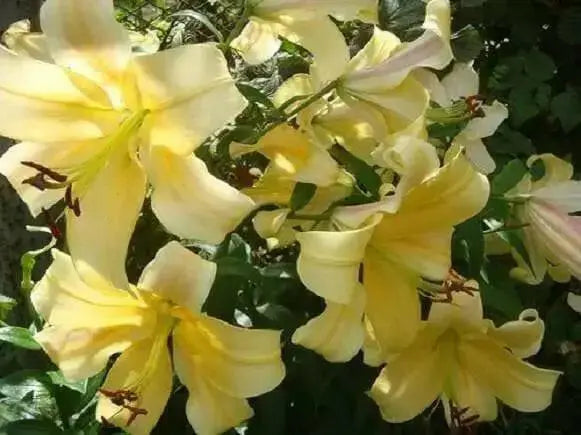 Oriental Lily Bulbs (Orania) real thriller in the garden .Perennial - Caribbean garden seed