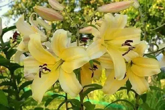 Oriental Lily Bulbs (Orania) real thriller in the garden .Perennial - Caribbean garden seed