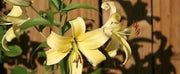 Oriental Lily Bulbs (Orania) real thriller in the garden .Perennial - Caribbean garden seed