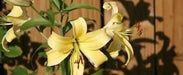 Oriental Lily Bulbs (Orania) real thriller in the garden .Perennial - Caribbean garden seed
