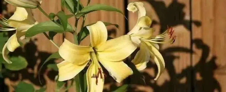 Oriental Lily Bulbs (Orania) real thriller in the garden .Perennial - Caribbean garden seed