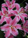 Oriental Lily SORBONNE, Flowers Bulbs - Caribbean garden seed
